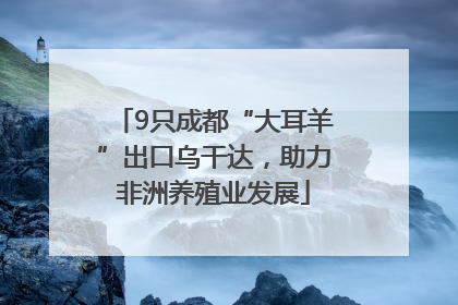 9只成都“大耳羊”出口乌干达，助力非洲养殖业发展
